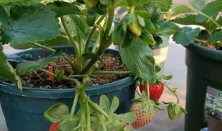 种植草莓的方法与技术